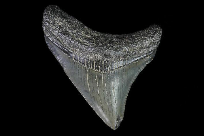 Juvenile Megalodon Tooth - Georgia #75433